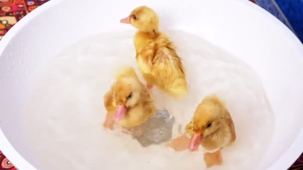 Close-up, três patinhos amarelos pequenos banhos divertidos em lavatório branco — Vídeo de Stock