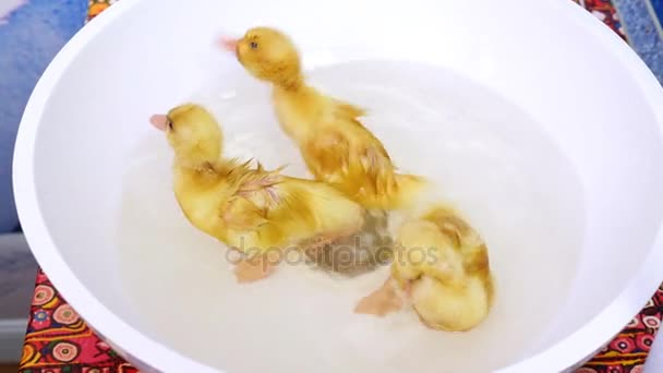 Стоковые видео Niños bañera - Скачать футажи Niños bañera | Depositphotos