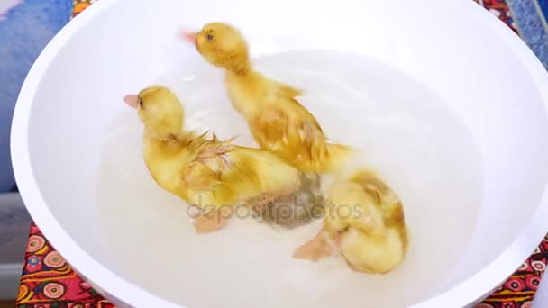 3 약간 흰색 세 면 대에서 입욕 ducklings 재미 노란색 근접 촬영, — 비디오