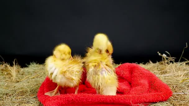 Primer plano, tres patitos amarillos son divertidos para limpiarse, limpiarse después de bañarse, procedimientos de agua. Ponte en una toalla de rizo rojo, en el heno . — Vídeo de stock