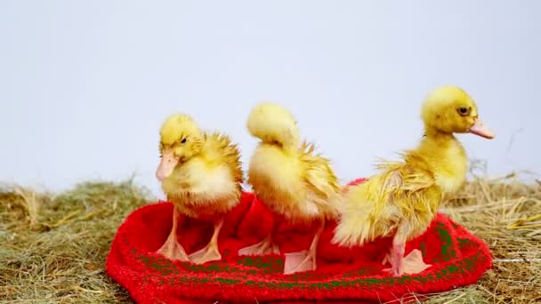 Close-up, drie kleine gele kuikens zijn leuk om te vegen zelf, afveegde na het baden, water procedures. Staan in een rode terry handdoek, in het hooi. — Stockvideo