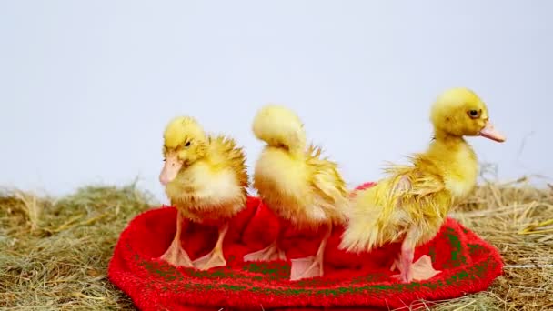 Primer plano, tres patitos amarillos son divertidos para limpiarse, limpiarse después de bañarse, procedimientos de agua. Ponte en una toalla de rizo rojo, en el heno . — Vídeo de stock