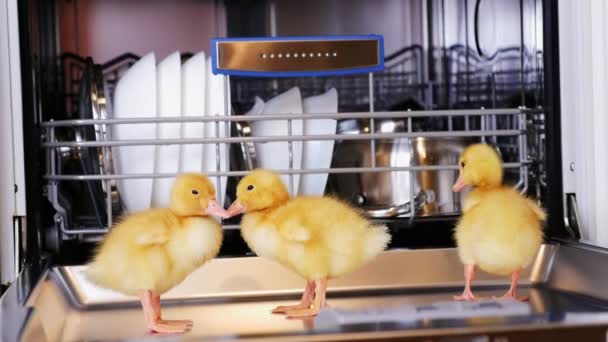 Close-up, three Little yellow ducklings sitting, walking in a dishwasher, sitting on plates, a saucepan, in a basket. In the background a lot of white, clean dishes — Stock Video
