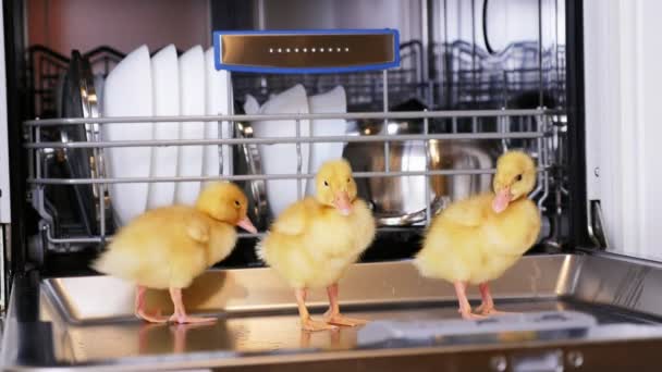 Primer plano, tres patitos amarillos sentados, caminando en un lavavajillas, sentados en platos, una cacerola, en una canasta. En el fondo un montón de platos blancos y limpios — Vídeos de Stock