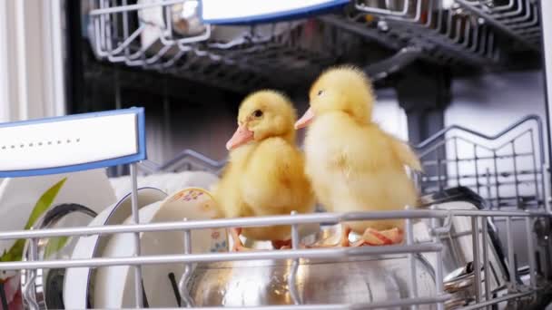 Close-up, two Little yellow ducklings sitting, walking in a dishwasher, sitting on plates, a saucepan, in a basket. In the background a lot of white, clean dishes — Stock Video