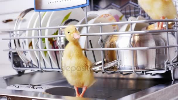 特写，两只小黄鸭子坐着，走在一台洗碗机，坐在板，一个平底锅，在篮子里。在大量的白色背景，洗碗 — 图库视频影像