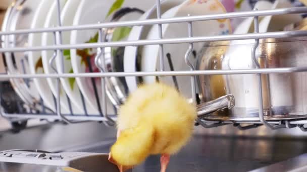 Close-up, two Little yellow ducklings sitting, walking in a dishwasher, sitting on plates, a saucepan, in a basket. In the background a lot of white, clean dishes — Stock Video