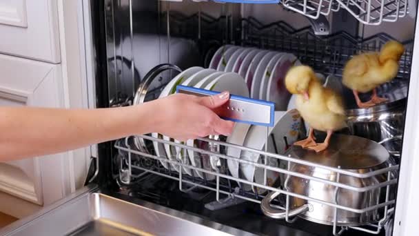 Close-up, a female hand pushes a basket with washed dishes out of the dishwasher, where two Little yellow ducklings sit. They sit on plates, a pan. In the background a lot of white, clean dishes — Stock Video
