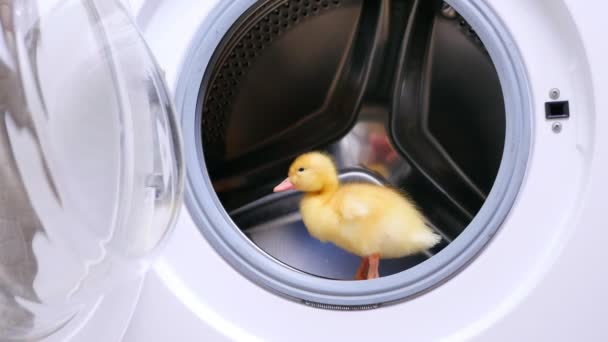 Na máquina de lavar roupa vazia aberta, um patinho pequeno amarelo bonito senta-se. Ele tenta saltar para fora — Vídeo de Stock