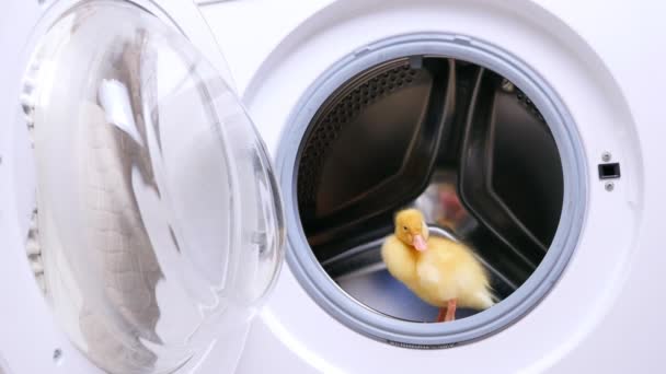 Dans la machine à laver vide ouverte, un petit canard jaune mignon s'assoit. Il essaie de sauter. — Video