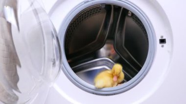 Açık boş çamaşır makinesi bir sarı küçük sevimli ördek yavrusu oturur. O dışarı atlamak için çalışır