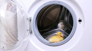 Açık boş çamaşır makinesi bir sarı küçük sevimli ördek yavrusu oturur. O dışarı atlamak için çalışır