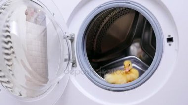 Açık boş çamaşır makinesi bir sarı küçük sevimli ördek yavrusu oturur. O dışarı atlamak için çalışır
