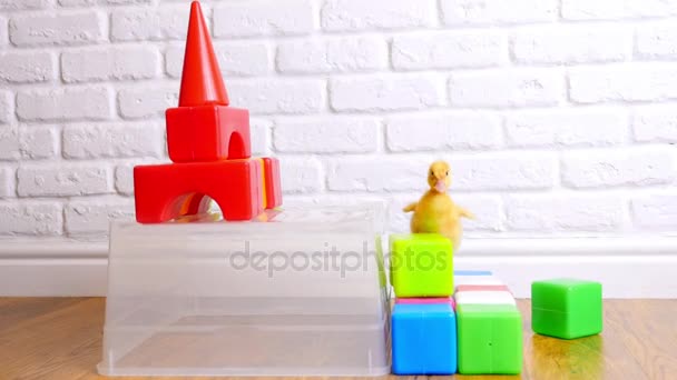 Pequeno patinho amarelo andando sobre cubos coloridos das crianças, dentro de casa, no fundo branco . — Vídeo de Stock