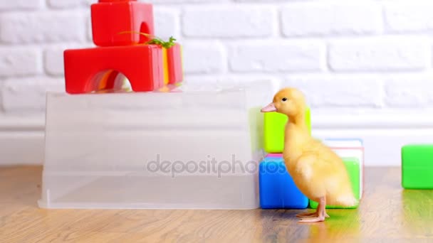 Pequeño patito amarillo caminando sobre cubos de colores infantiles, en interiores, sobre fondo blanco . — Vídeo de stock