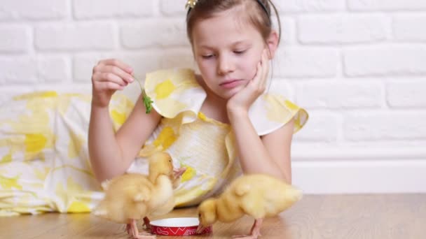 A little cute girl in a yellow dress is playing with three little yellow ducklings, feeding them with herbs. Ducklings drink water from a plate. Indoors, on white background. — Stock Video