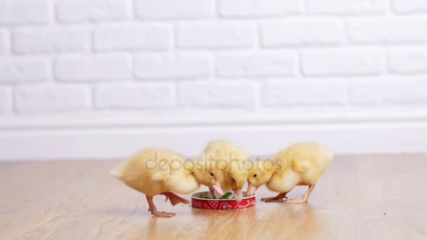 三个小的黄色小鸭喝水从一个盘子。在室内，在白色背景上. — 图库视频影像