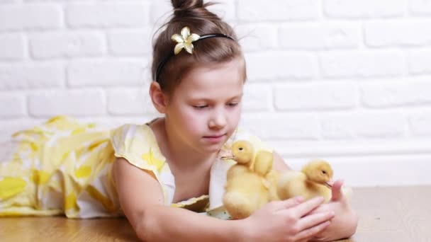 Egy kis aranyos lány egy sárga ruha játszik a három kis sárga kiskacsák etetésére gyógynövényekkel. Inasok egy tányér vizet inni. Zárt térben a fehér háttér. — Stock videók