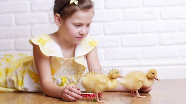 A little cute girl in a yellow dress is playing with three little yellow ducklings, feeding them with herbs. Ducklings drink water from a plate. Indoors, on white background. — Stock Video