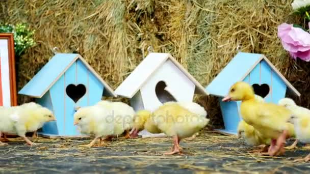 Close-up, op het stro, op het hooi lopen kleine kippen, eendjes. Op de achtergrond een hooiberg, gekleurde kleine nestkastjes. Studio video met thematische inrichting. — Stockvideo