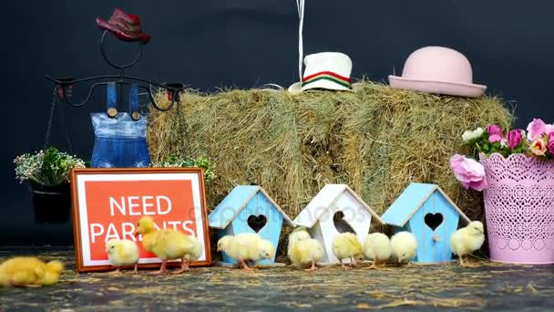 En la paja, en el heno están caminando pollos pequeños, patitos. Al fondo un pajar, pequeñas pajareras de colores. placa con la inskription, necesitamos padres — Vídeo de stock