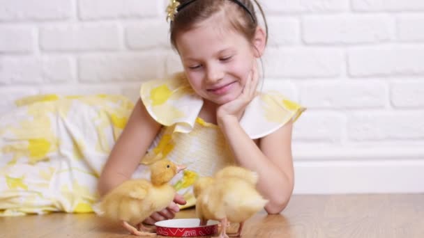 A little cute girl in a yellow dress is playing with three little yellow ducklings, feeding them with herbs. Ducklings drink water from a plate. Indoors, on white background. — Stock Video