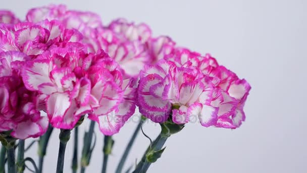 Close-up, Flores, buquê, rotação sobre fundo branco, composição floral consiste em cravo turco roxo brilhante — Vídeo de Stock