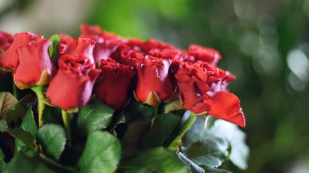 Yakın çekim, kırmızı gül el toro çiçek buketi ışınları ışık, döndürme, çiçek kompozisyon içinde oluşur. bir sürü yeşillik arka planda. İlahi Güzellik — Stok video