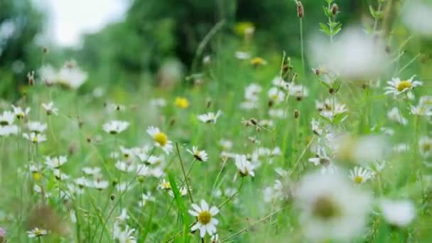 Kamille veld, gazon in het bos met bloeiende madeliefjes, zomer — Stockvideo