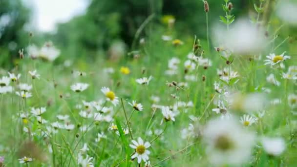 Heřmánkový hřiště, trávník v lese s kvetoucí sedmikrásky, letní