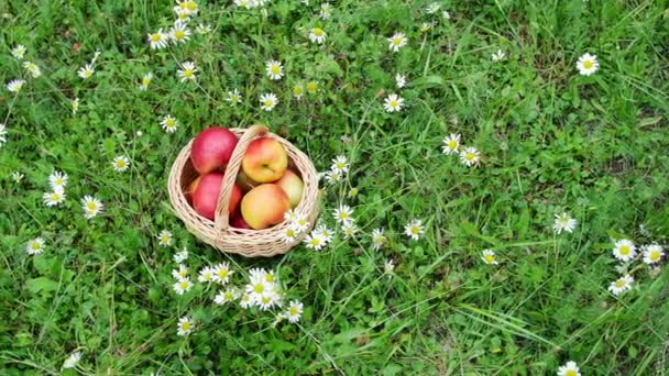 Vista desde arriba. Hermosas manzanas rojas en una cesta, en medio de un campo de margaritas florecientes, césped — Vídeos de Stock