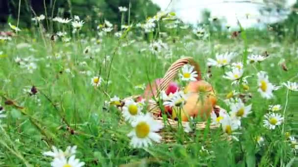 Close-up. Mooie rode appels in een mand, in het midden van een bloeiende daisy veld, gazon — Stockvideo