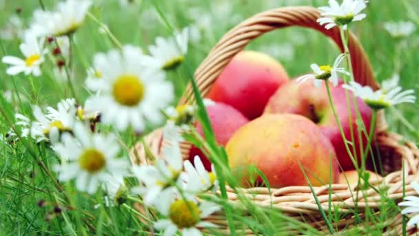 クローズ アップ。開花のヒナギク野、芝生の中で、かごの中の美しい赤いリンゴ — ストック動画