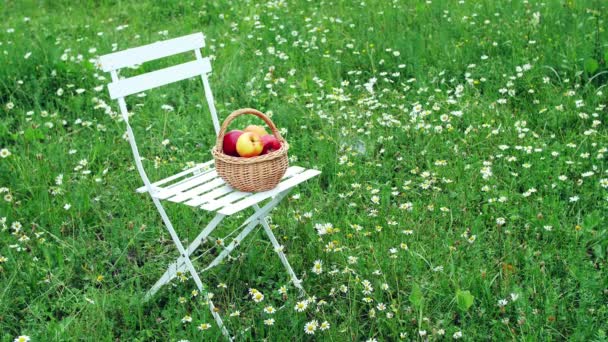 Όμορφα κόκκινα μήλα σε ένα καλάθι, σε μια λευκή καρέκλα, στη μέση ένα πεδίο Μαργαρίτα ανθοφόρα, γκαζόν — Αρχείο Βίντεο