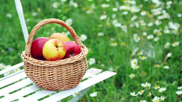 Close-up. Beautiful red apples in a basket, on a white chair, in the midst of a flowering daisy field, lawn. — Stock Video