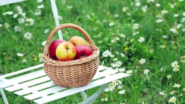 Närbild. Vackra röda äpplen i en korg, på en vit stol, mitt i en blommande daisy fält, gräsmatta. — Stockvideo