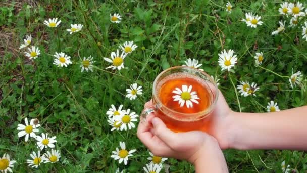 Primer plano, sobre el fondo de manzanilla y hierba verde, las manos de los niños sostienen una taza de vidrio con té de manzanilla. En la copa hay una hermosa margarita. — Vídeos de Stock