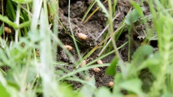 Une fourmilière dans l'herbe. Beaucoup de fourmis courent par terre, sauvant leurs œufs, leur progéniture. La fourmilière détruite .