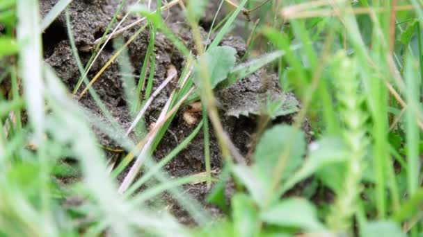 Een mierenhoop in het gras. Een heleboel mieren lopen rond op de grond, het opslaan van hun eieren, hun nakomelingen. De vernietigde mierenhoop. — Stockvideo