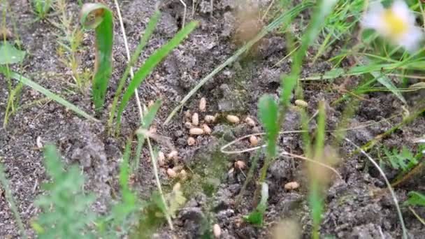 Een mierenhoop in het gras. Een heleboel mieren lopen rond op de grond, het opslaan van hun eieren, hun nakomelingen. De vernietigde mierenhoop. — Stockvideo