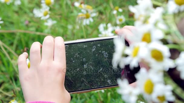 Zbliżenie, dziewczynka trzymając telefon, telefon komórkowy, robienia zdjęć z nich, robienia zdjęć trawnik rumianek — Wideo stockowe