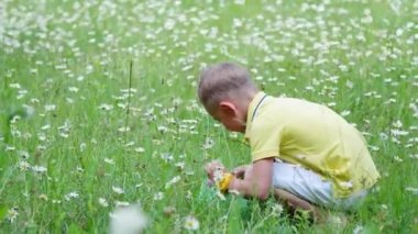 Bir çocuk, bir çocuk, papatyalar arasında çim oturur ve onun net inceliyor böcekler. Summer, açık havada, ormanda. Çocuklu tatil