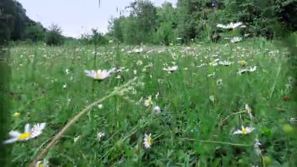 Detail, pohyb. Kamera se pohybuje mezi trávy heřmánek, jako by někdo je na trávě. — Stock video