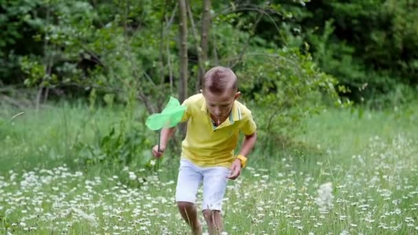 Sur la pelouse verte à camomille, un garçon au filet, tente d'attraper des papillons, des sauterelles. L'été, à l'extérieur, dans la forêt. Vacances avec les enfants — Video