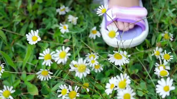 Gros plan, sur une prairie de camomille, sur l'herbe, il y a des pieds d'enfants en sandales roses — Video
