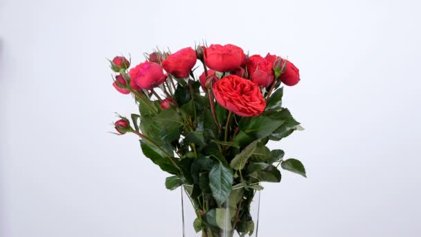 Květiny, kytice, rotace na bílé pozadí, květinové kompozice se skládá z růží Pinďa tvaru bordeaux