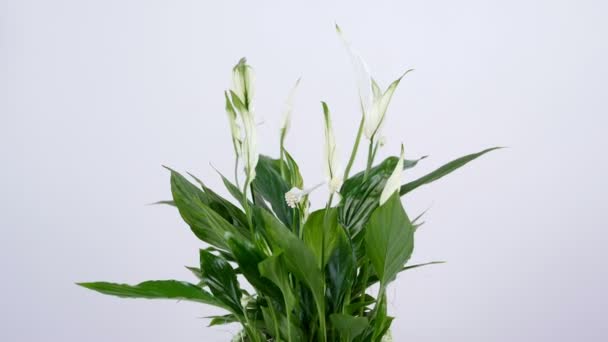 Flower Spathiphyllum, rotación sobre fondo blanco. Floristería — Vídeos de Stock