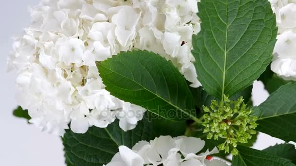 Zbliżenie, widok z góry, kwiat hortensji, obrót na białym tle, kwiaciarnia — Wideo stockowe