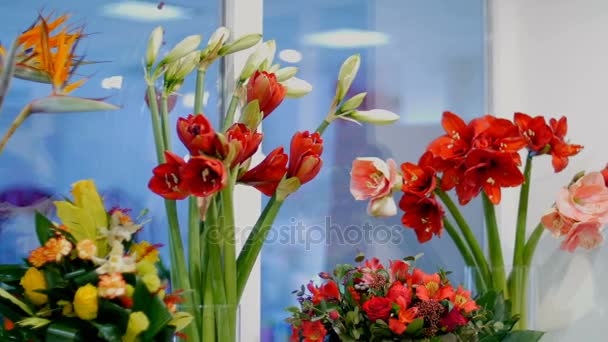 Floristería, en el escaparate hay un montón de ramos de flores de rosas en forma de pión, Amaryllis ferrari, composiciones florales elegantes con diferentes flores . — Vídeos de Stock