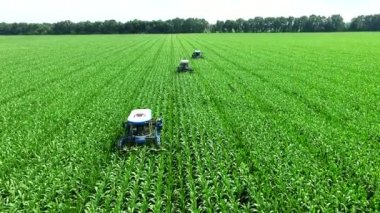 Genç mısır filizleri sıra sıra, mısır yetiştirmek için bir çiftlik, tarım traktörleri ayrıştırma, mısır tarlasının verimini artırmak için yanal genç mısır filizlerini kaldırmak.